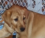 Small Photo #44 Labrador Retriever Puppy For Sale in BUFFALO, NY, USA