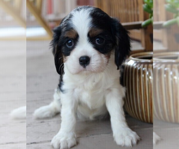 Medium Photo #4 Cavalier King Charles Spaniel Puppy For Sale in LANCASTER, PA, USA