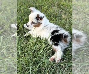 Jack Chi Puppy for sale in WHITELAND, IN, USA