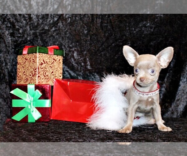 Medium Photo #1 Chihuahua Puppy For Sale in CHARLESTON, AR, USA
