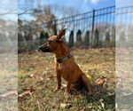 Small Photo #8 Dachshund-Unknown Mix Puppy For Sale in Arlington, VA, USA