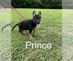 Puppy Prince German Shepherd Dog