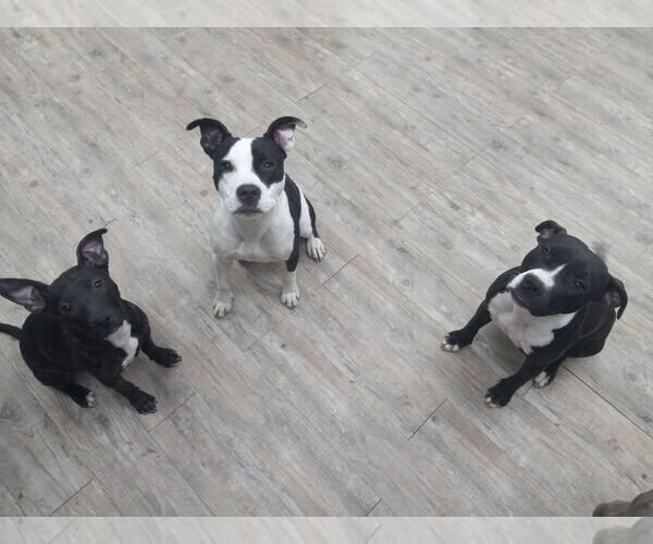 Medium Photo #8 Mutt Puppy For Sale in Murfreesboro, NC, USA