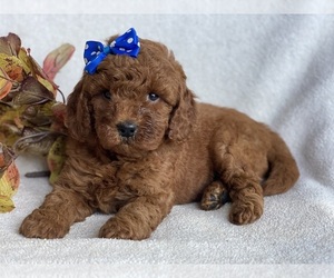 Irish Doodle Puppy for sale in EAST EARL, PA, USA