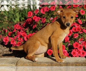Miniature Pinscher Puppy for sale in FREDERICKSBG, OH, USA