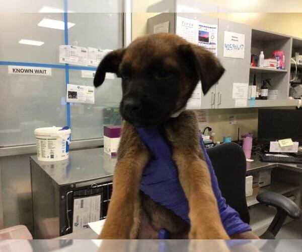 Medium Photo #9 German Shepherd Dog-Unknown Mix Puppy For Sale in Sebec, ME, USA