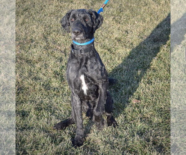 Medium Photo #2 Poodle (Standard)-Unknown Mix Puppy For Sale in Huntley, IL, USA