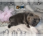 Small Photo #58 French Bulldog Puppy For Sale in MIMS, FL, USA