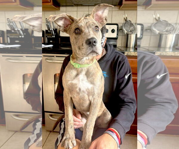 Medium Photo #2 Great Dane-Unknown Mix Puppy For Sale in Huntersville, NC, USA