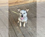 Small #3 Mutt