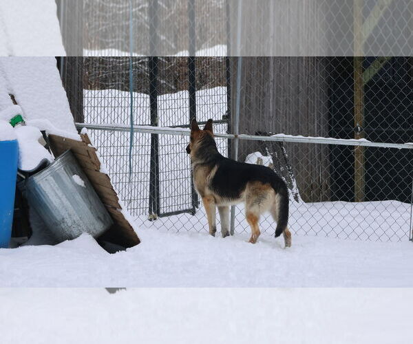 Medium Photo #37 German Shepherd Dog Puppy For Sale in Sebec, ME, USA