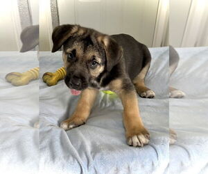 Mutt Dog for Adoption in Estherville, Iowa USA