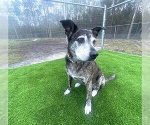 Black Mouth Cur-German Shepherd Dog Mix Dogs for adoption in Naples, FL, USA