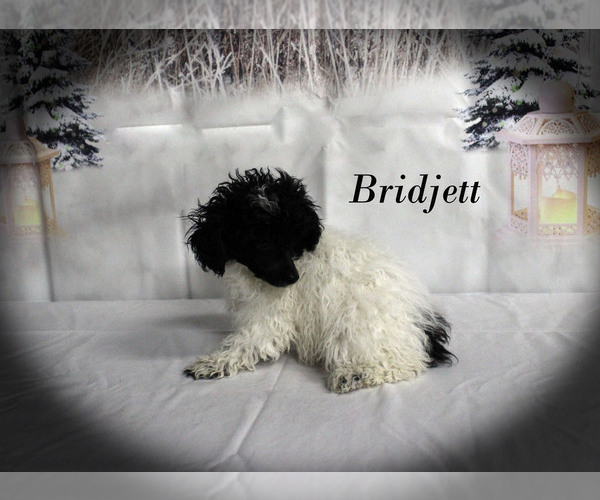 Medium Photo #26 Poodle (Toy) Puppy For Sale in CHANUTE, KS, USA