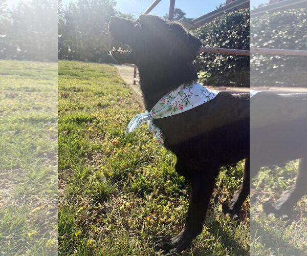 Medium Photo #1 Labrador Retriever-Retriever  Mix Puppy For Sale in Raleigh, NC, USA