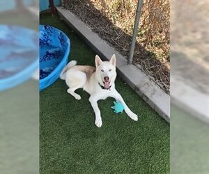 Horchata - Male Huskies -Siberian Husky Mix Dog for Adoption - Photo #6