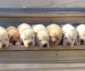 Labrador Retriever Puppy for Sale in WILDWOOD, Georgia USA