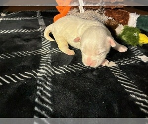 Yorkshire Terrier Puppy for sale in SCHERTZ, TX, USA