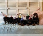 Small Photo #21 Rottweiler Puppy For Sale in NAPA, CA, USA