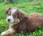 Small #4 Miniature Australian Shepherd