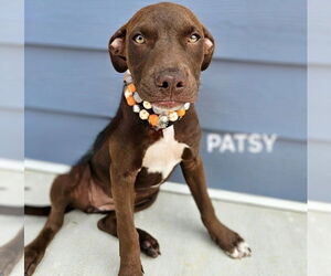 Medium American Staffordshire Terrier Mix