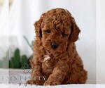 Small #2 Goldendoodle (Miniature)