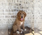 Small #1 Goldendoodle