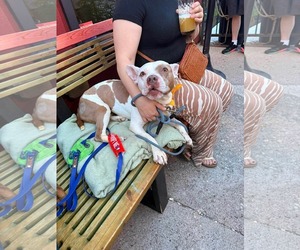 American French Bull Terrier Dogs for adoption in Germantown, OH, USA