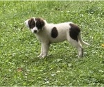 Puppy Timmy Borador