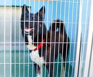Akita Dogs for adoption in Pasadena, CA, USA