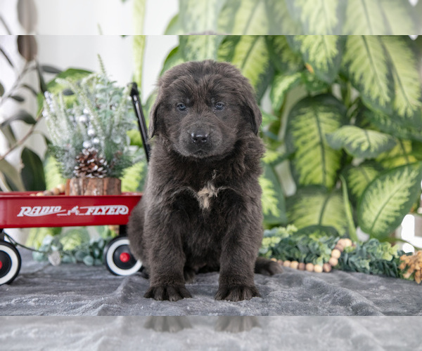 Medium Photo #6 Newfoundland Puppy For Sale in SUGARCREEK, OH, USA