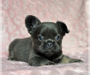 French Bulldog Puppy for sale in NEWTON, NJ, USA
