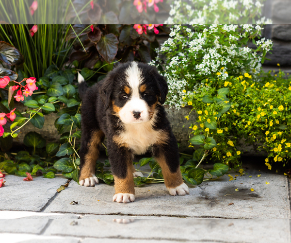 Medium Photo #2 Bernese Mountain Dog Puppy For Sale in MILLERSBURG, IN, USA