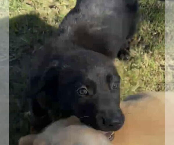 Medium Photo #12 Labrador Retriever-Unknown Mix Puppy For Sale in Princeton, MN, USA