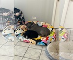 Small Photo #4 Labrador Retriever-Unknown Mix Puppy For Sale in Plainfield, IL, USA