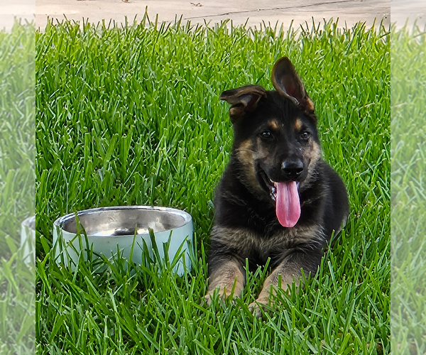 Medium Photo #2 German Shepherd Dog Puppy For Sale in NAVASOTA, TX, USA