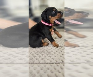 Medium Doberman Pinscher