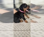 Puppy Pink collar Doberman Pinscher