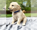 Small Photo #2 Golden Retriever Puppy For Sale in BUTNER, NC, USA