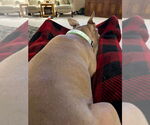 Small #14 American Pit Bull Terrier Mix