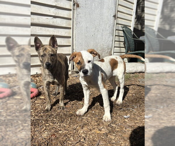 Medium Photo #4 Mutt Puppy For Sale in Sandy, UT, USA