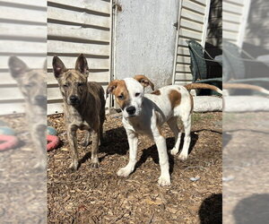 Jetsam - Male Mutt Dog for Adoption - Photo #4