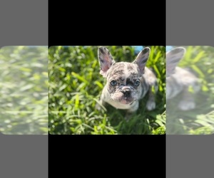 French Bulldog Puppy for sale in HOUSTON, TX, USA