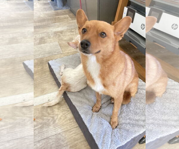 Medium Photo #2 Schipperke-Unknown Mix Puppy For Sale in San Diego, CA, USA