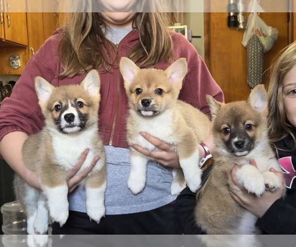 Medium Photo #1 Pembroke Welsh Corgi Puppy For Sale in SPRING LAKE, MI, USA