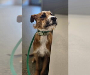 Bruno Doo (Rudy) - Male Boxador Dog for Adoption - Photo #2