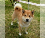 Small Photo #1 Shiba Inu Puppy For Sale in BERESFORD, SD, USA
