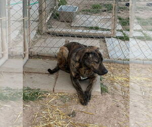 Kriss - Male Mutt Dog for Adoption - Photo #2