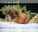 Small Photo #8 Shih Tzu Puppy For Sale in CLARE, MI, USA