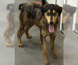 Bernese Mountain Dog-Unknown Mix Dogs for adoption in Forestville, MD, USA